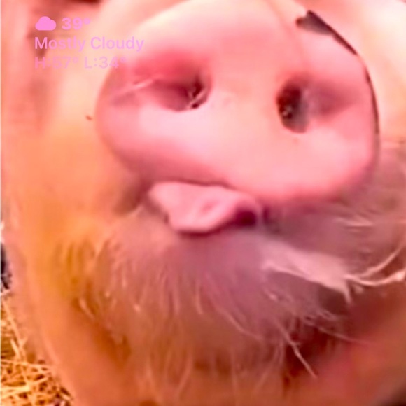 Meet your Posher, Dana & Jack - Picture 13 of 14